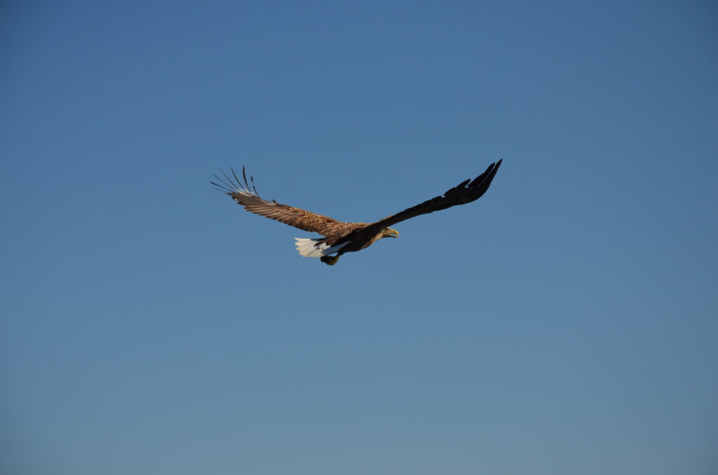 Havsörn som flyger i en blå, klar himmel