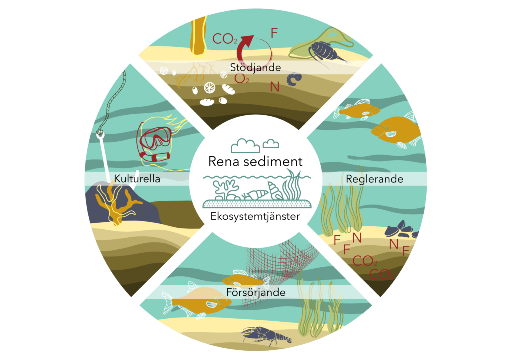 Illustrativ figur för stödjande, reglerande, försörjande samt kulturella ekosystemtjänster kopplade till rena sediment.